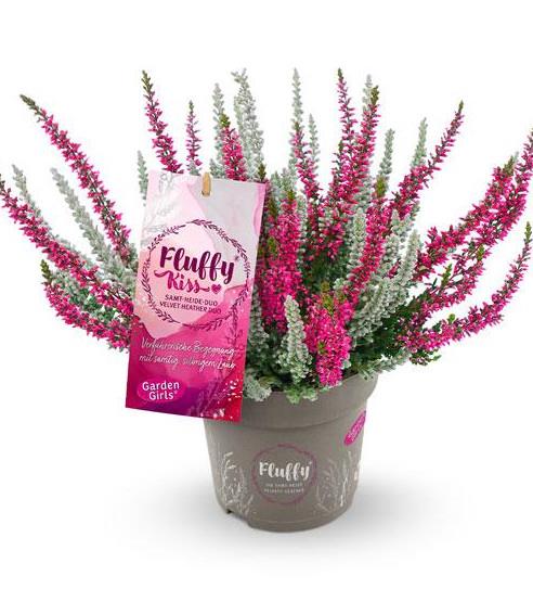 Calluna Garden Girls Fluffy Kiss 11