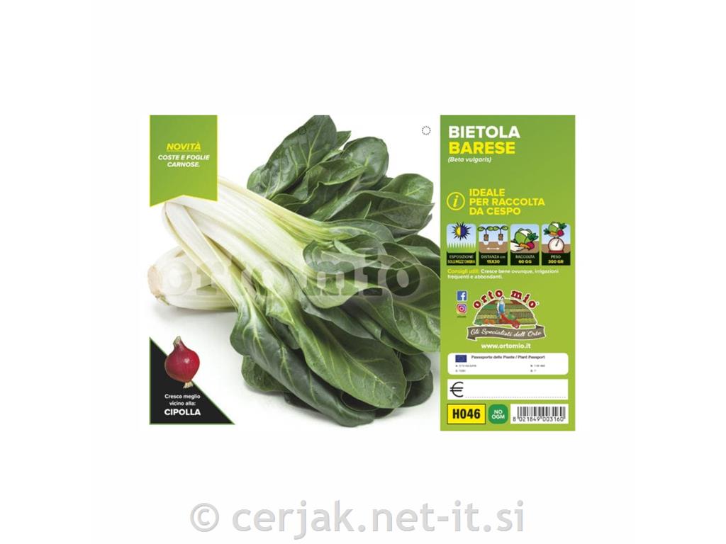 Blitva stebelna Corolla, 6 kos