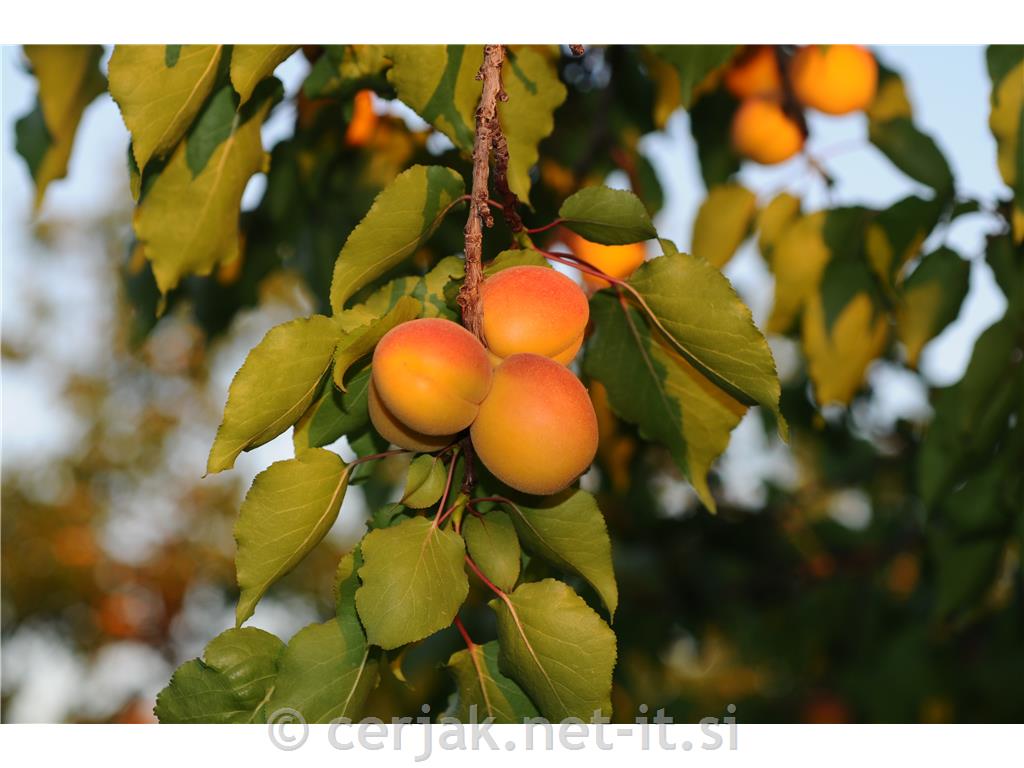 Marelica Orange Red