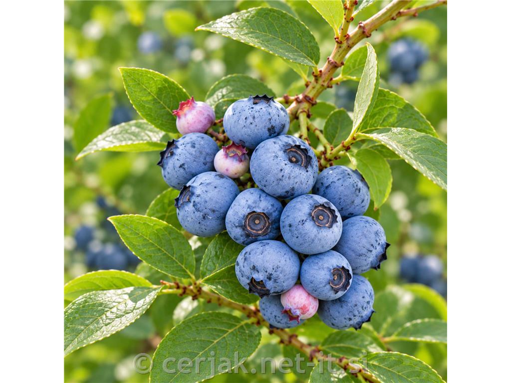 Ameriška borovnica Hortblue petite