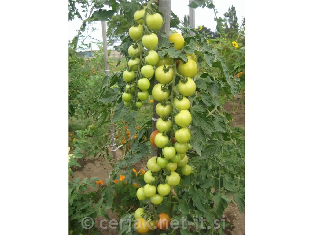 Gnojilo za paradižnike 1 kg