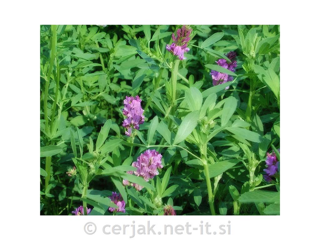 Lucerna (Medicago sativa) sorta ORCA 1 kg