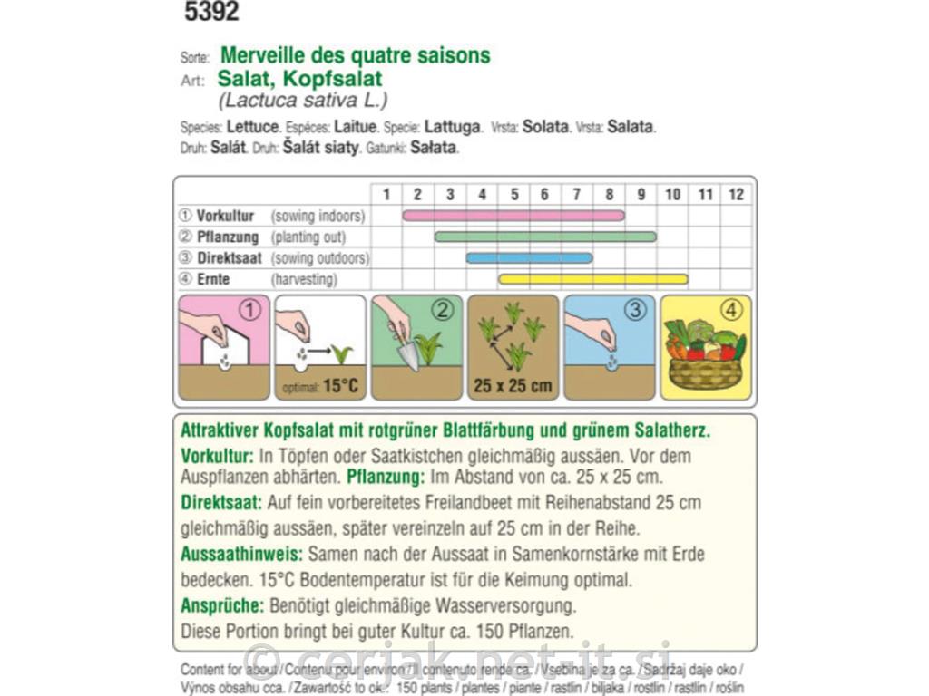 Glavnata solata Merveille des quatre saisons EKO
