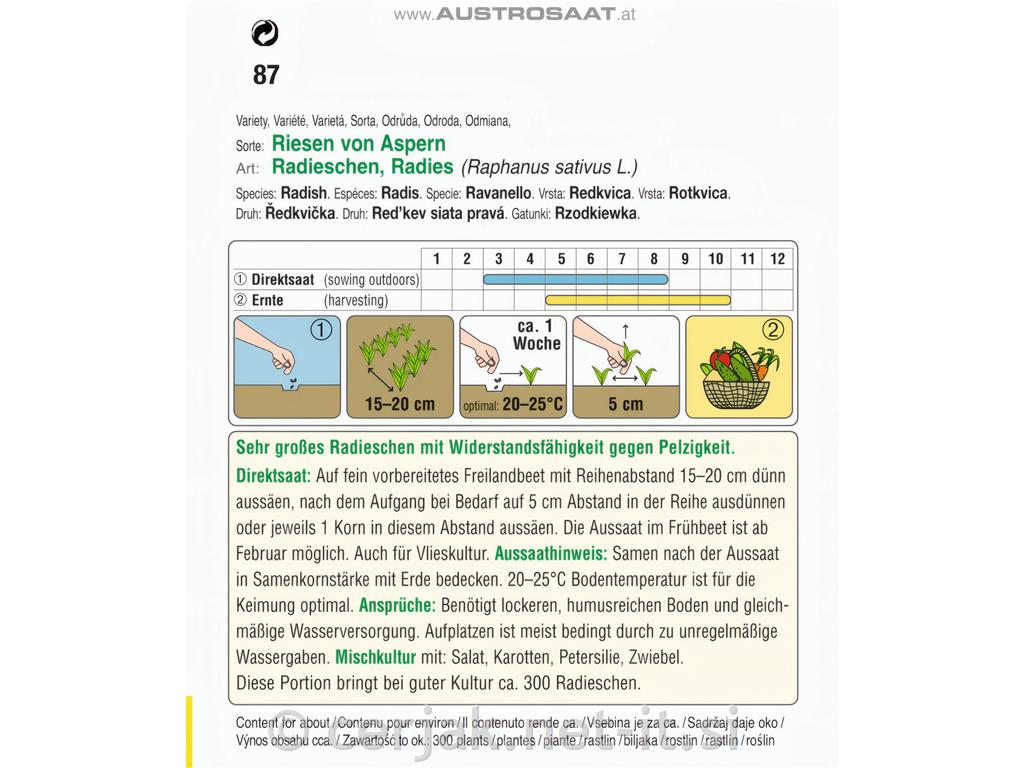 Redkvica Riesen von Aspern 10g