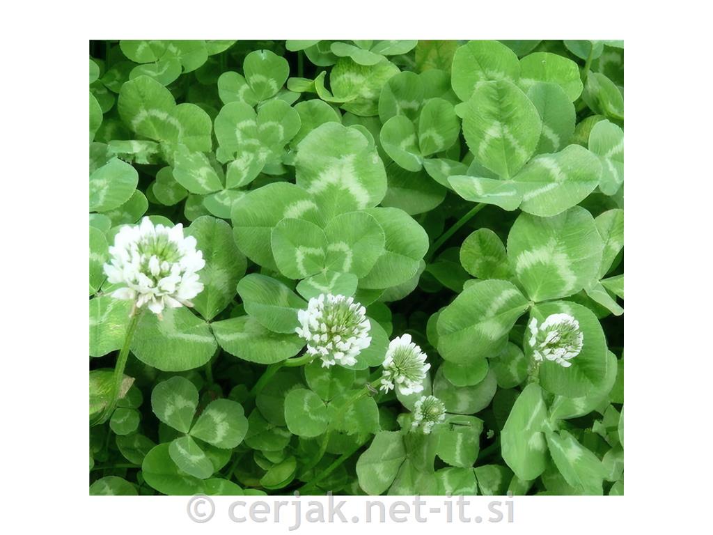 Bela detelja Winter white 1 kg