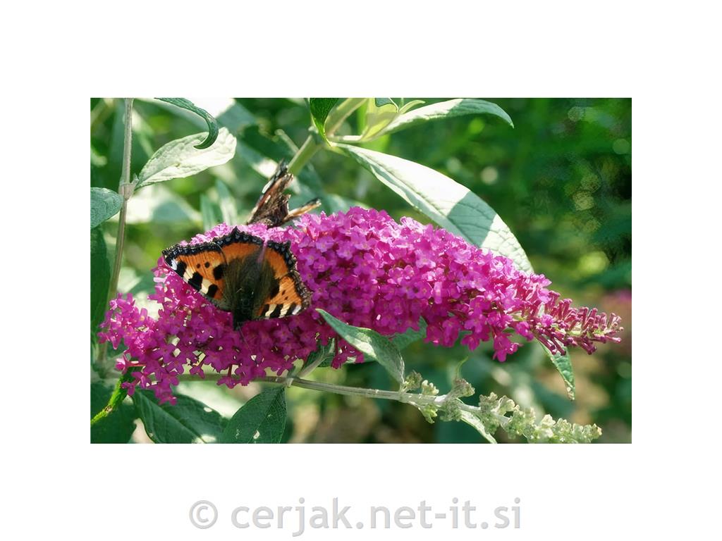 Buddleja davidii - metuljnik, budleja