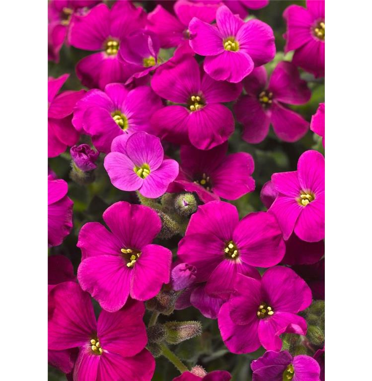 Avbrecija Aubrieta 'Hamburger Stadtpark'