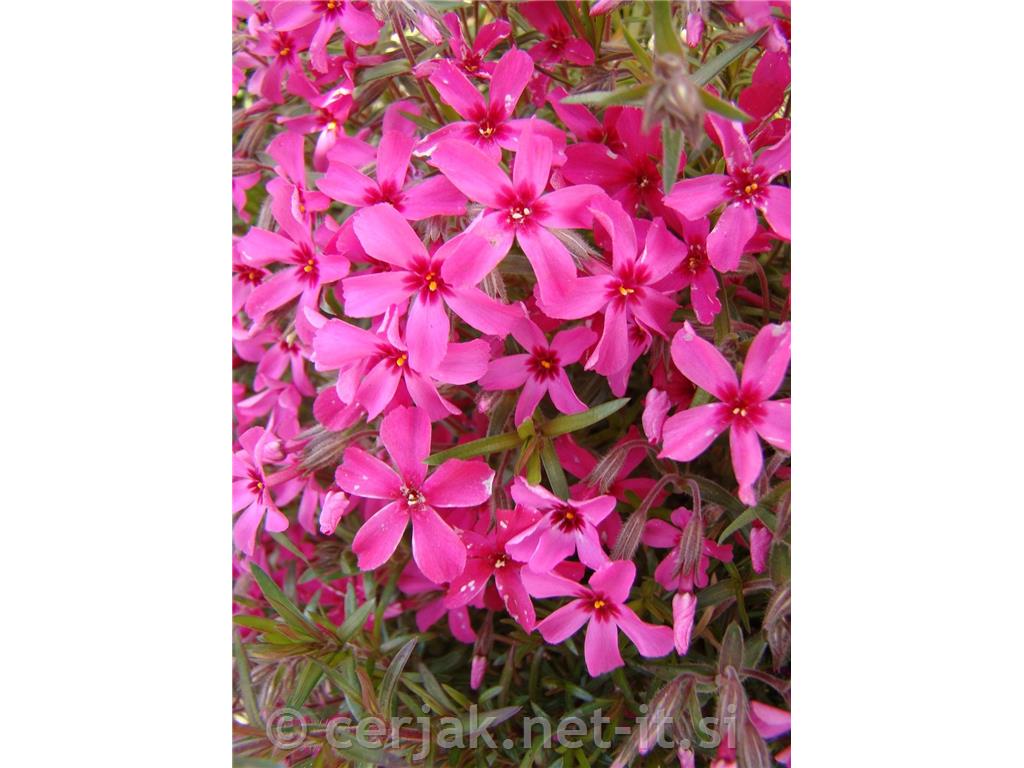 Iglasta plamenka Phlox subulata 'Kimono Pink White'