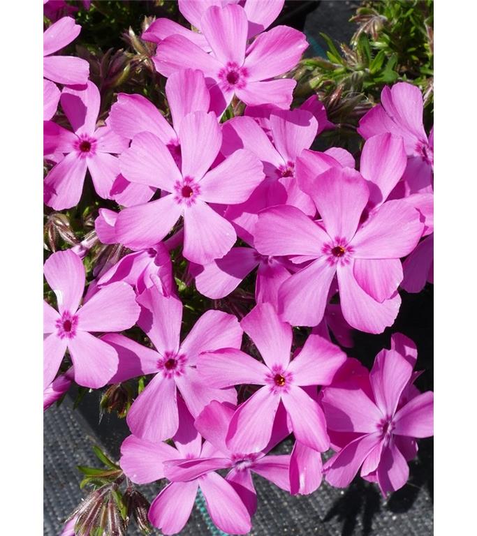 Iglasta plamenka Phlox subulata 'Kimono Pink White'