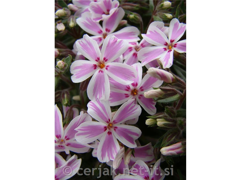 Iglasta plamenka Phlox subulata 'Kimono Pink White'