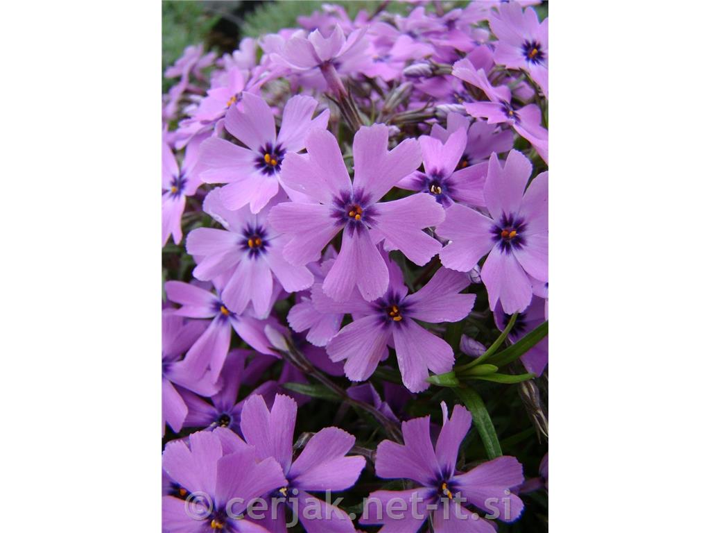 Iglasta plamenka Phlox subulata 'Kimono Pink White'