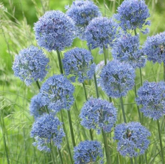 Mnogocvetni okrasni luk Allium caeruleum