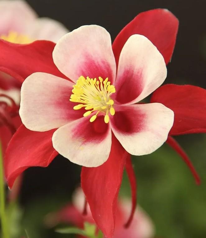 Navadna orlica 'Red Hobbit'