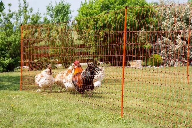 Mreža PoultryNet (enojna konica) 106cm, 50m
