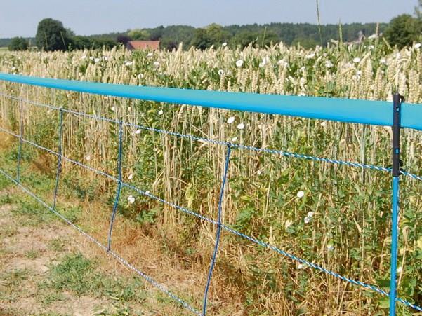Mreža za divje svinje 75cm enojna - 50m