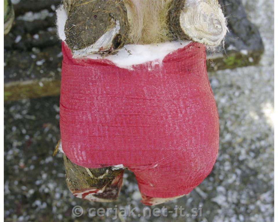 Povoj EquiLastic za konja 7,5cm × 4,5m, rdeč