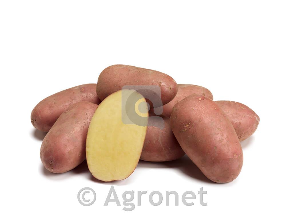 Semenski krompir