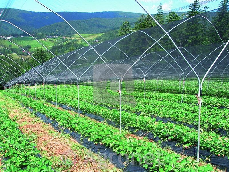 Zaščitne mreže: ključ do uspešne pridelave