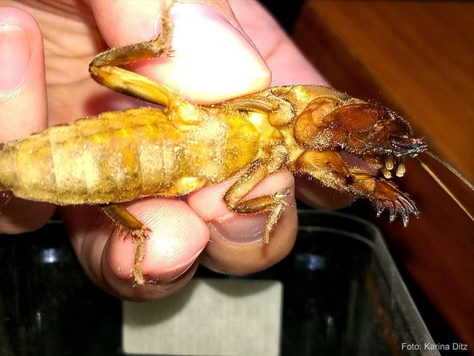 Bramor na vrtu, kako se ga znebiti?